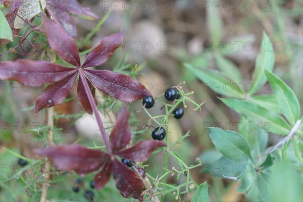 Close-up of a plant with its fruits Rubia peregrina L