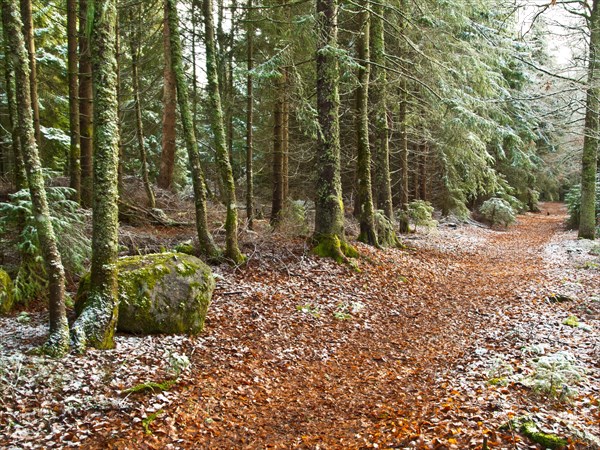 Winter forest path at the foot of the Bildstein