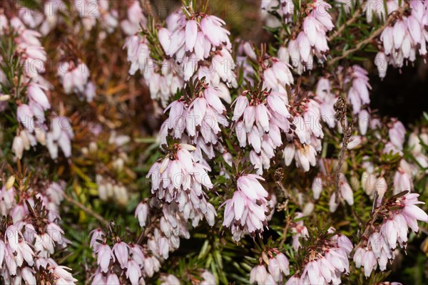 Snow bell heather