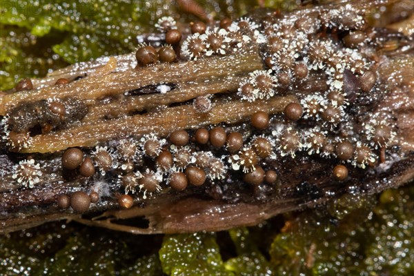 Red-headed slime mould white fruiting balls on several conical red-brown fruiting bodies next to each other on tree trunk