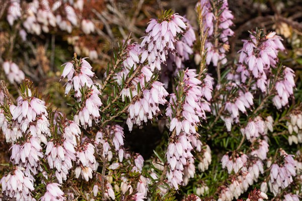 Snow bell heather