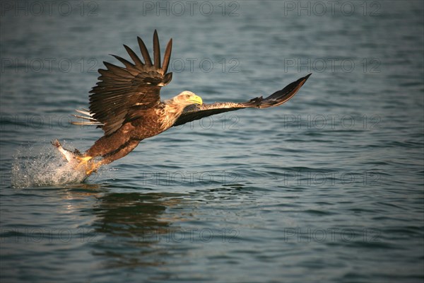 White-tailed eagle