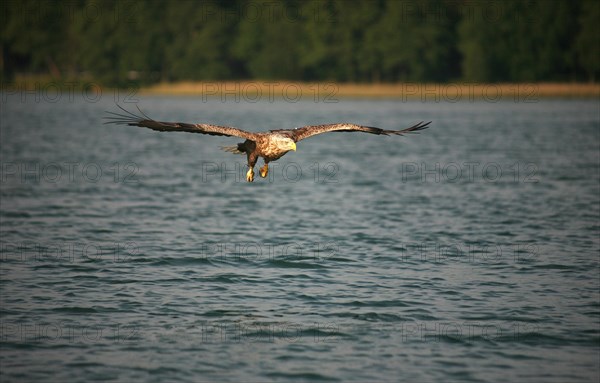 White-tailed eagle