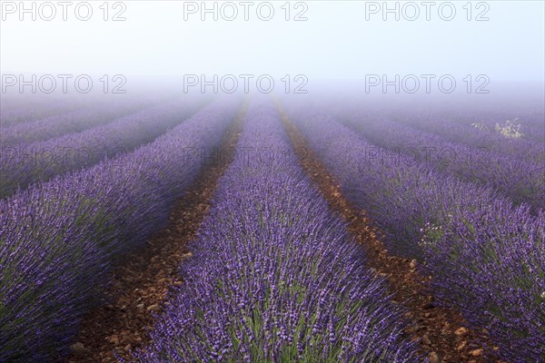 Lavender field in the morning mist on the Palteau de Valensole