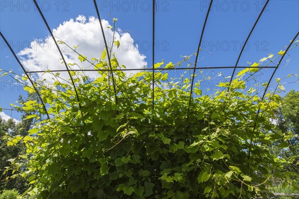 Grape Vine