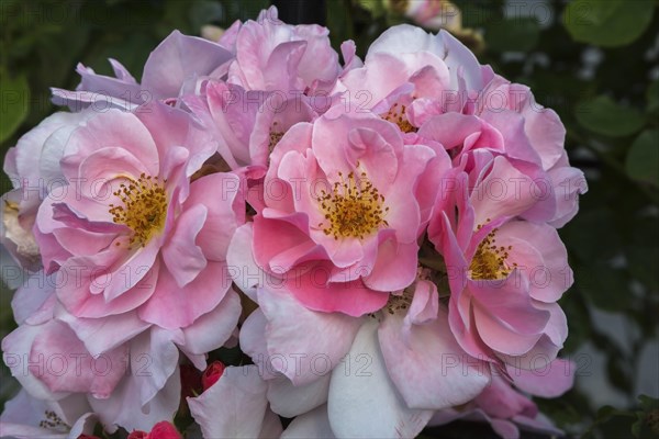 Large Flowered Climbing Rose