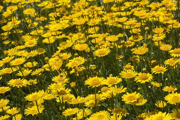 Yellow Dyer's Chamomile