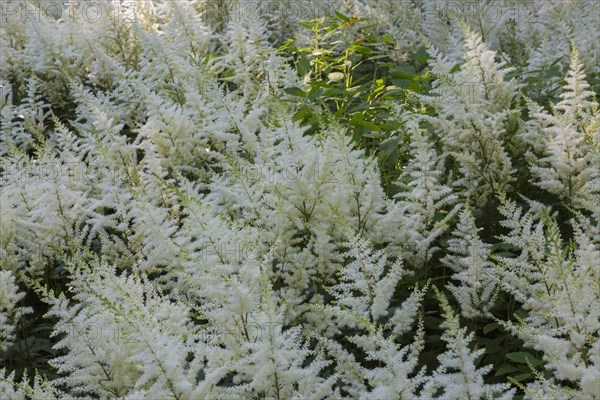 Astilbe Bergkristall