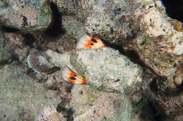 A well-camouflaged humphead dragonhead