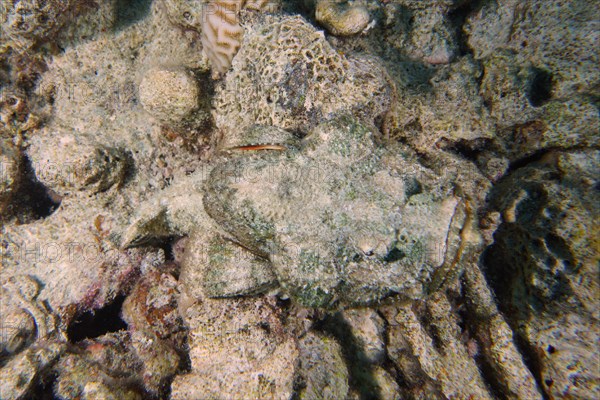 A well camouflaged humphead dragonhead