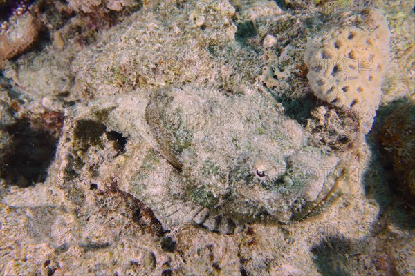 Well camouflaged humphead dragonhead