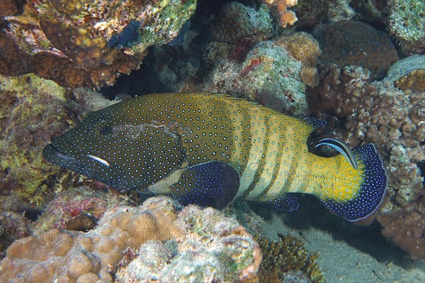 Bluespotted grouper