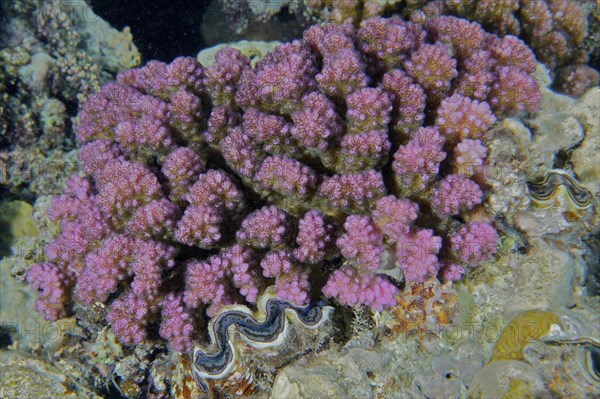 Raspberry coral