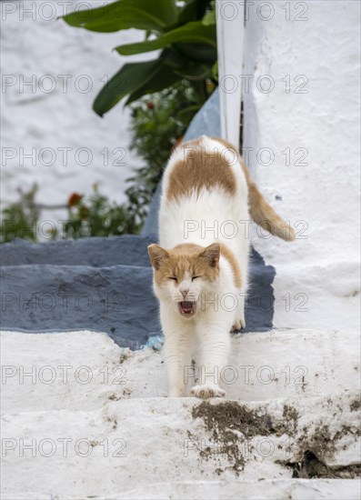 Cat stretching and yawning