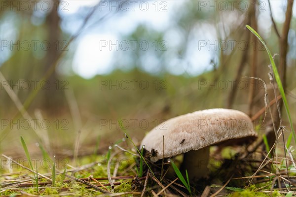 Close-up of a mushroom