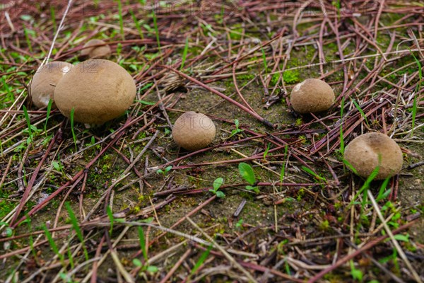 Close-up of a fungus