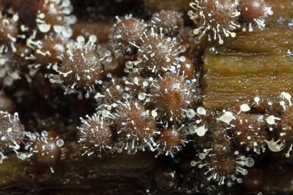 Red-headed slime mould white fruiting balls on several conical red-brown fruiting bodies next to each other on tree trunk