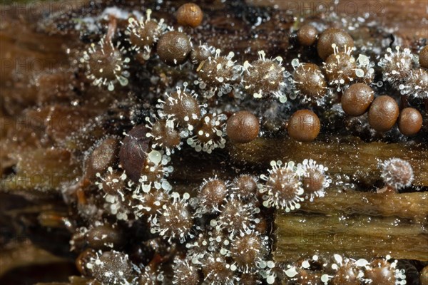 Red-headed slime mould white fruiting balls on several conical red-brown fruiting bodies next to each other on tree trunk