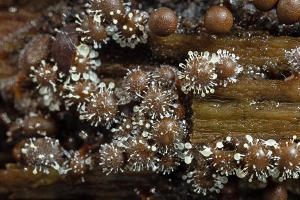 Red-headed slime mould white fruiting balls on several conical red-brown fruiting bodies next to each other on tree trunk