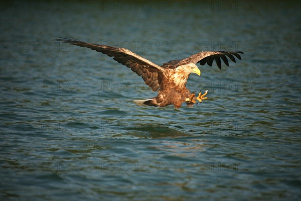 White-tailed eagle