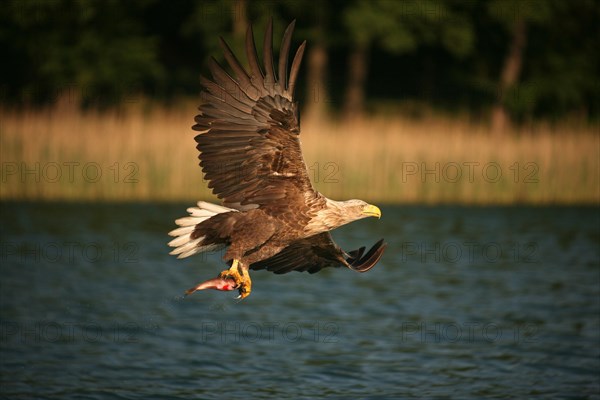 White-tailed eagle