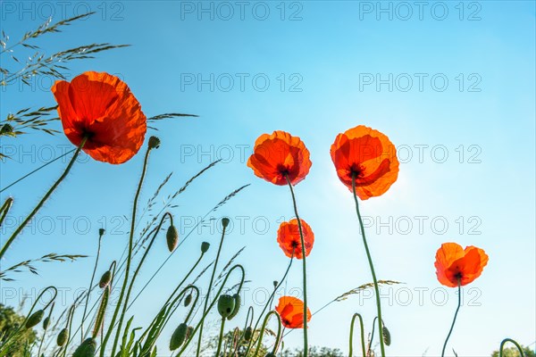 Poppies against the light on a sunny day