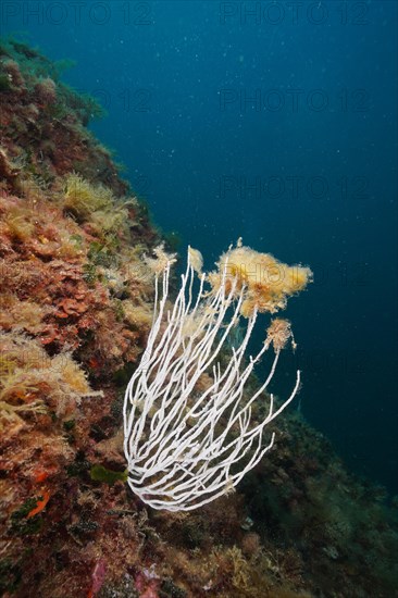 White gorgonian