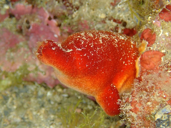 Red sea squirt