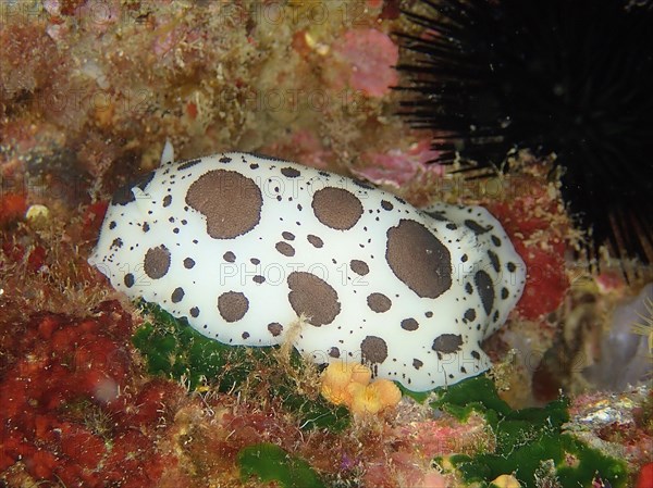 Leopard snail