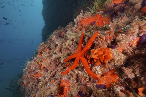 Mediterranean red sea star