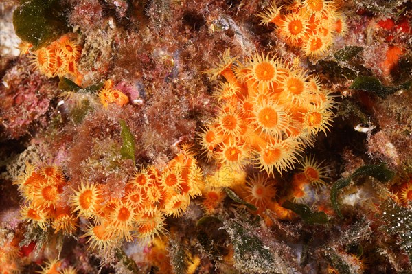 Yellow cluster anemone