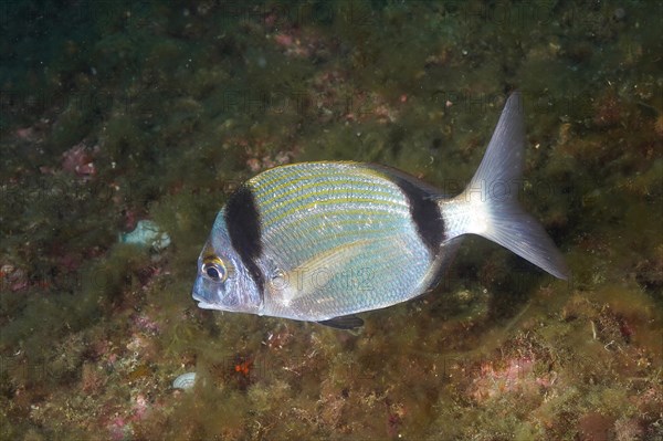 Common two-banded seabream