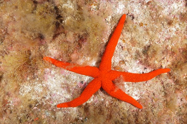 Mediterranean red sea star