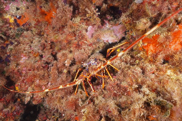 European spiny crayfish