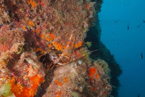 European spiny crayfish