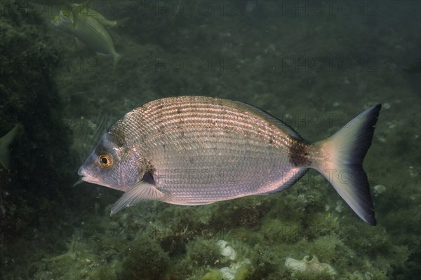 Sharpshout seabream