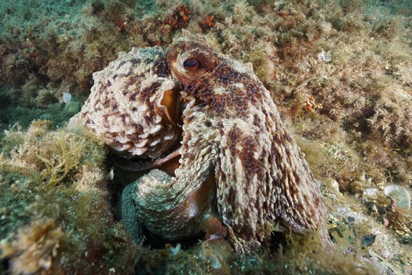 Common octopus