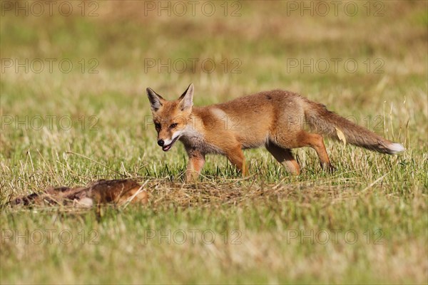 Red fox