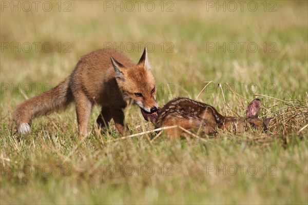 Red fox