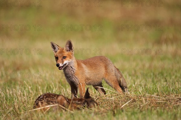 Red fox