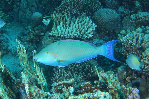 Indian longnose parrotfish