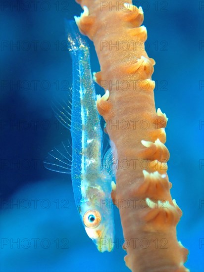 Transparent gorgonian dwarf goby