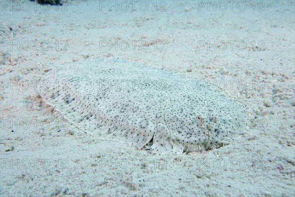 Well camouflaged finless sole