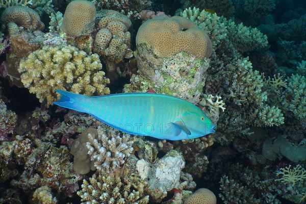 Indian longnose parrotfish