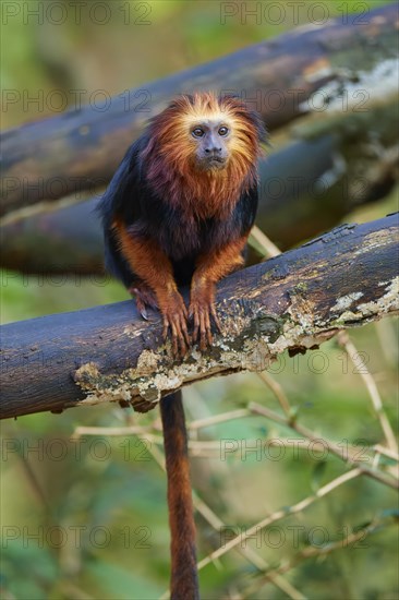 Golden-headed lion tamarin