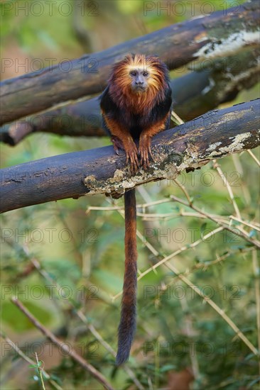 Golden-headed lion tamarin