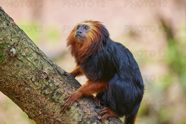 Golden-headed lion tamarin