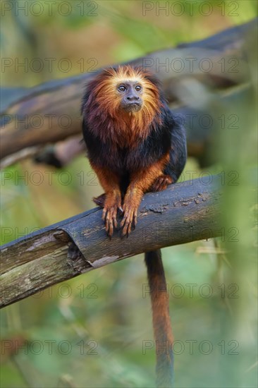 Golden-headed lion tamarin