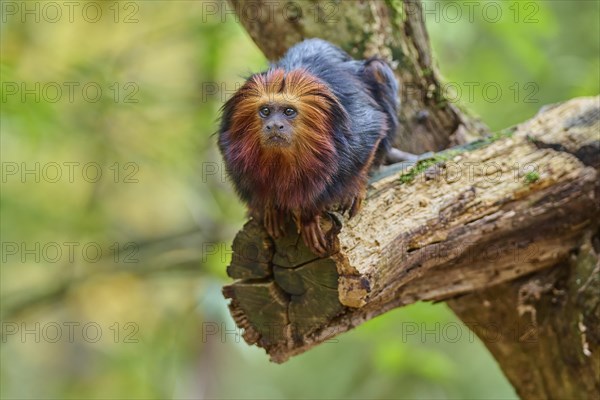 Golden-headed lion tamarin