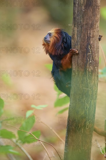 Golden-headed lion tamarin